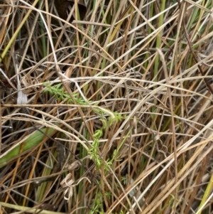 Asperula conferta at Mongarlowe, NSW - suppressed