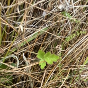 Ranunculus lappaceus at Mongarlowe, NSW - suppressed