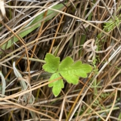 Ranunculus lappaceus at Mongarlowe, NSW - suppressed