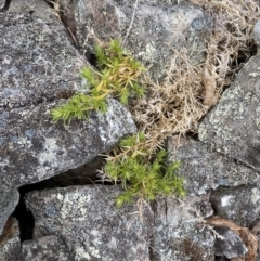 Stellaria pungens at Mongarlowe, NSW - 27 Jun 2023