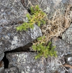 Stellaria pungens at Mongarlowe, NSW - 27 Jun 2023