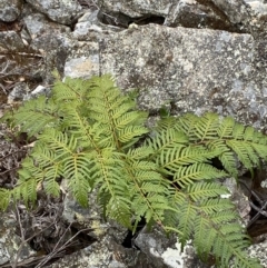 Pteridium esculentum (Bracken) at Mongarlowe, NSW - 27 Jun 2023 by Tapirlord