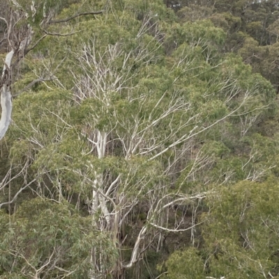 Eucalyptus viminalis (Ribbon Gum) at Mongarlowe, NSW - 27 Jun 2023 by Tapirlord