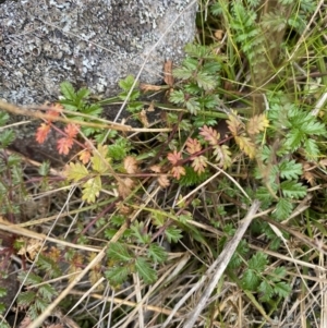 Acaena (genus) at Mongarlowe, NSW - suppressed