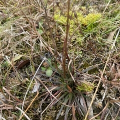 Stylidium graminifolium (grass triggerplant) at Mongarlowe, NSW - 27 Jun 2023 by Tapirlord