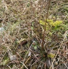 Stylidium graminifolium at Mongarlowe, NSW - 27 Jun 2023