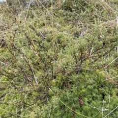 Hibbertia obtusifolia at Mongarlowe, NSW - 27 Jun 2023 01:15 PM