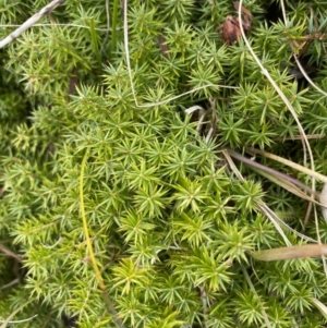 Acrotriche serrulata at Mongarlowe, NSW - 27 Jun 2023