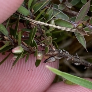 Styphelia nesophila at Mongarlowe, NSW - suppressed