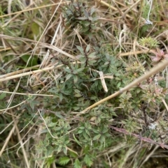 Styphelia nesophila at Mongarlowe, NSW - suppressed