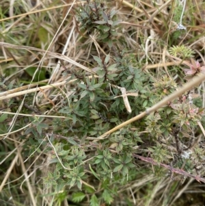 Styphelia nesophila at Mongarlowe, NSW - suppressed