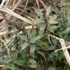 Styphelia nesophila at Mongarlowe, NSW - suppressed