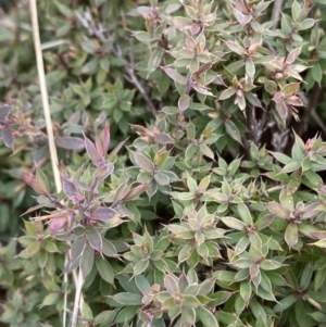 Styphelia nesophila at Mongarlowe, NSW - suppressed