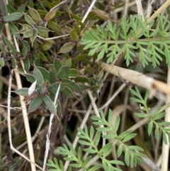 Oreomyrrhis eriopoda (Australian Carraway) at Mongarlowe, NSW - 27 Jun 2023 by Tapirlord