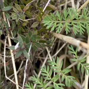 Oreomyrrhis eriopoda at Mongarlowe, NSW - suppressed