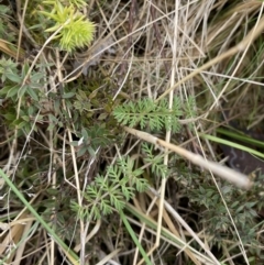 Oreomyrrhis eriopoda at Mongarlowe, NSW - suppressed