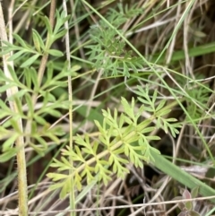 Oreomyrrhis eriopoda at Mongarlowe, NSW - suppressed