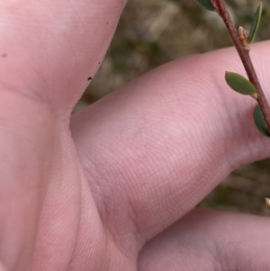 Brachyloma daphnoides at Mongarlowe, NSW - suppressed