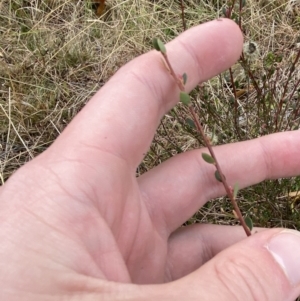 Brachyloma daphnoides at Mongarlowe, NSW - suppressed