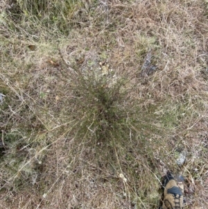 Brachyloma daphnoides at Mongarlowe, NSW - suppressed