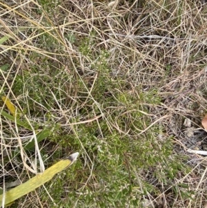 Monotoca scoparia at Mongarlowe, NSW - suppressed