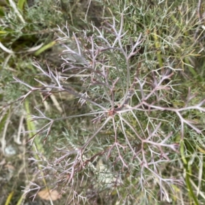 Petrophile sessilis at Mongarlowe, NSW - 27 Jun 2023