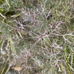 Petrophile sessilis at Mongarlowe, NSW - 27 Jun 2023