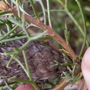 Petrophile sessilis at Mongarlowe, NSW - suppressed