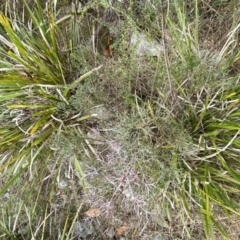 Petrophile sessilis at Mongarlowe, NSW - 27 Jun 2023