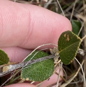 Platylobium parviflorum at Mongarlowe, NSW - suppressed