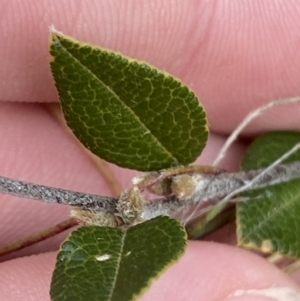 Platylobium parviflorum at Mongarlowe, NSW - suppressed