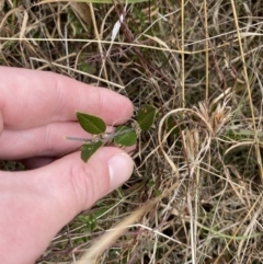 Platylobium parviflorum at Mongarlowe, NSW - suppressed