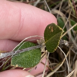 Platylobium parviflorum at Mongarlowe, NSW - suppressed