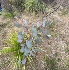 Eucalyptus polyanthemos subsp. polyanthemos at Mongarlowe, NSW - suppressed