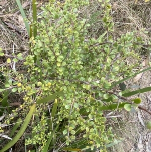 Bursaria spinosa subsp. lasiophylla at Mongarlowe, NSW - suppressed