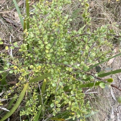 Bursaria spinosa subsp. lasiophylla (Australian Blackthorn) at Mongarlowe River - 27 Jun 2023 by Tapirlord