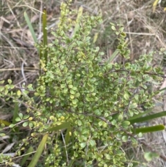 Bursaria spinosa subsp. lasiophylla at Mongarlowe, NSW - suppressed