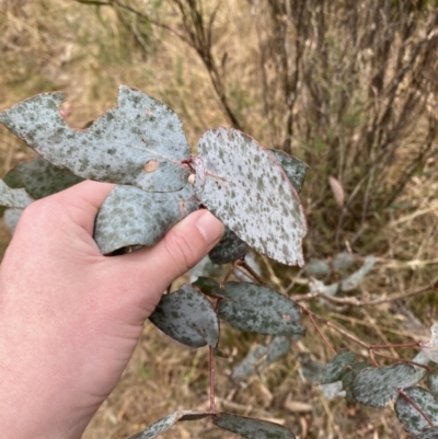 Eucalyptus dives (Broad-leaved Peppermint) at Mongarlowe, NSW - 27 Jun 2023 by Tapirlord