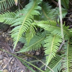 Blechnum nudum (Fishbone Water Fern) at Mongarlowe, NSW - 27 Jun 2023 by Tapirlord