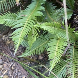 Blechnum nudum at Mongarlowe, NSW - suppressed