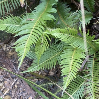 Blechnum nudum (Fishbone Water Fern) at Mongarlowe River - 27 Jun 2023 by Tapirlord