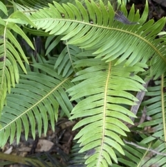 Blechnum nudum at Mongarlowe, NSW - suppressed