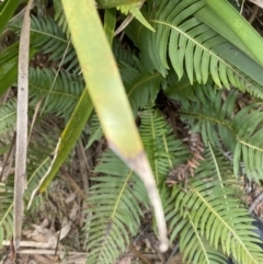 Blechnum nudum at Mongarlowe, NSW - suppressed