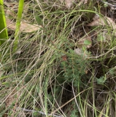 Gompholobium minus (Dwarf Wedge Pea) at Mongarlowe River - 27 Jun 2023 by Tapirlord