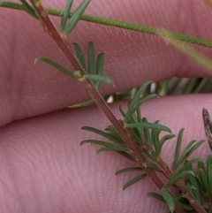 Gompholobium minus at Mongarlowe, NSW - 27 Jun 2023