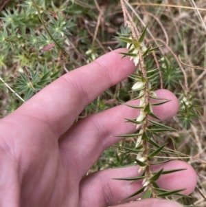 Melichrus urceolatus at Mongarlowe, NSW - suppressed