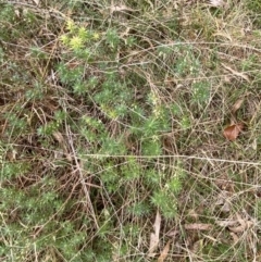 Melichrus urceolatus at Mongarlowe, NSW - suppressed