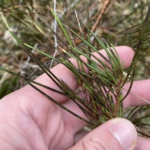 Hakea microcarpa at Mongarlowe, NSW - 27 Jun 2023