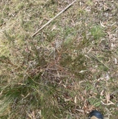 Hakea microcarpa at Mongarlowe, NSW - 27 Jun 2023