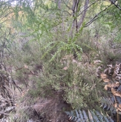 Kunzea parvifolia at Mongarlowe, NSW - suppressed